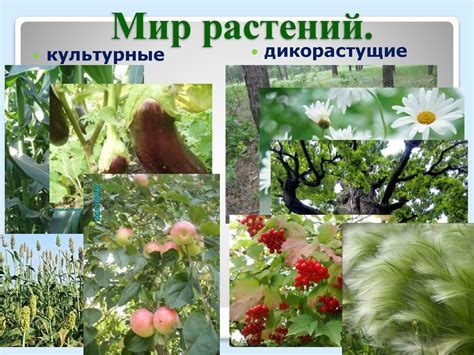 Биология, как наука о живых организмах. Растения - презентация онлайн