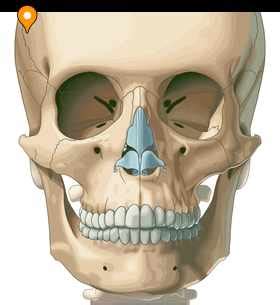 Piriform aperture - e-Anatomy - IMAIOS