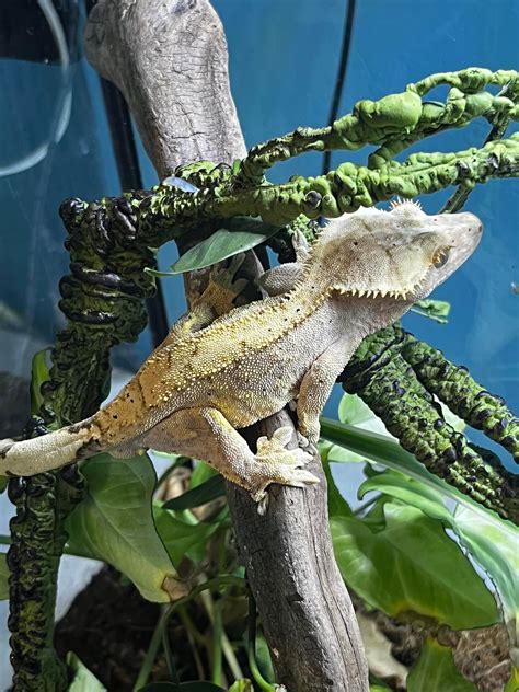 Primeval Pets | Medford OR