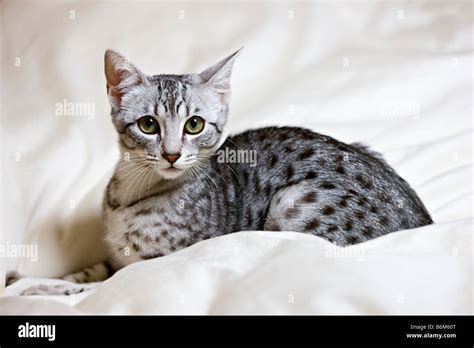 Egyptian Mau Kitten Portrait Stock Photo Alamy