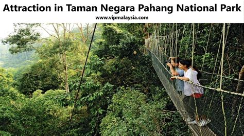 attraction  taman negara pahang national park