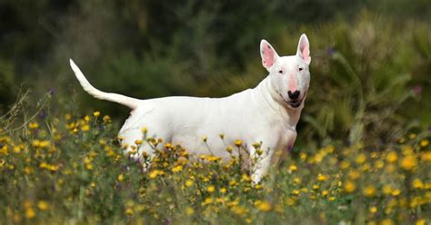 Bull Terrier Características Carácter Y Cuidados