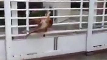 Dedo No Cu E Gritaria Videos XVIDEOS