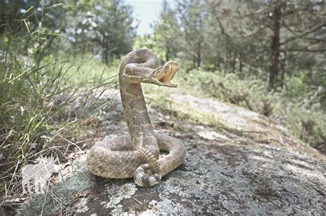 What To Do If You Get Bit By A Rattlesnake? — Forest Wildlife
