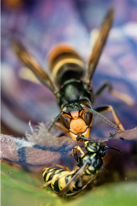 Fears Asian hornet could settle in UK as UN finds 3,500 invasive