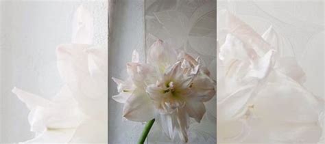 Гиппеаструм купить в Нижнем Новгороде | Товары для дома и дачи | Авито