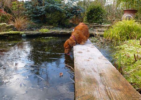 didnt   dachshunds