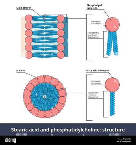 Stearic Acid Fatty Acid And Phosphatidylcholine Phospholipid Are