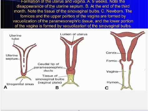 Genital Organs Embryology Secondary Sex Organs Secondary Genital