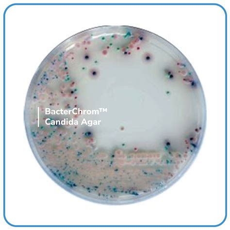 BacterChrom Candida Agar Bacterlab