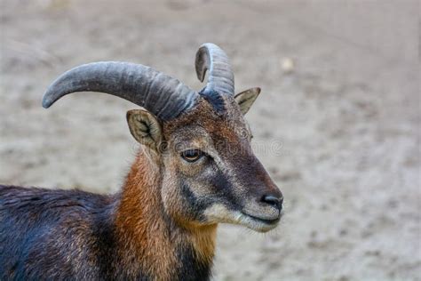 Portrait Of The Male Deer Stock Image Image Of Wildlife 169469429