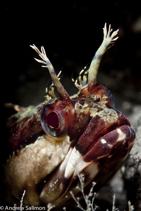 Stunning Underwater Flower Photography By Andrew Sallmon