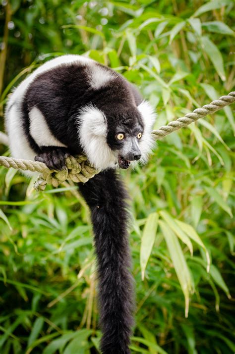Безплатна снимка : дивата природа, бозайник, фауна, примат, гръбначен ...