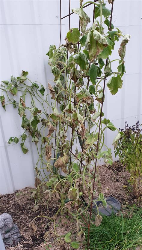 Why is my cucumber dying? Planted in south NSW, Australia : gardening