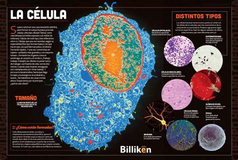 Cuerpo humano toda la información sobre las células y un material