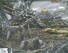 Exercising their wings. Garden Sculpture, Wings, Outdoor Decor