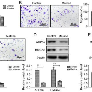 Matrine Inhibits Ovarian Cancer Cell Viability Migration And Invasion