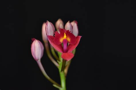 Epidendrum Hybrid Red Hennis Orchideen