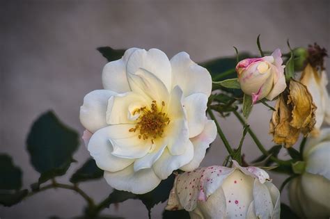 Rose Blossom Bloom - Free photo on Pixabay - Pixabay