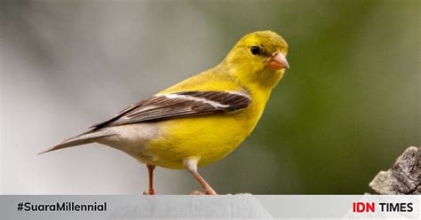 12 Cara Budidaya Burung Kenari Bisa Dilakukan Di Rumah