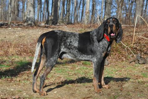 Bluetick Coonhound Hunting images