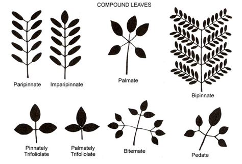 Pinnate leaf - Glossary - eFlora: Vascular Plants of the Sydney Region ...