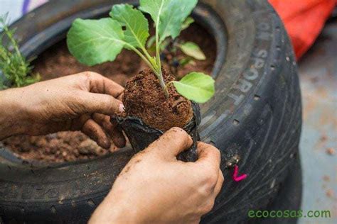 Huerta Para Impacientes Plantas Que Crecen R Pido