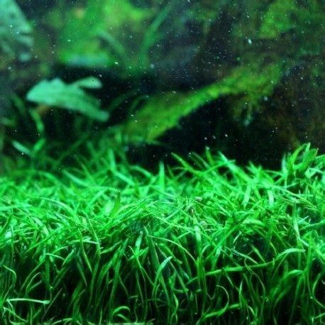 Lilaeopsis Brasiliensis