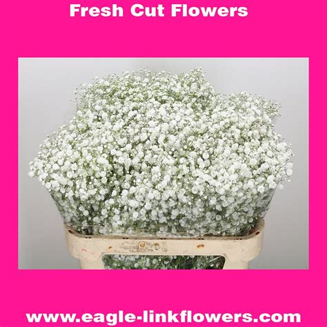Gypsophila Eagle Link Flowers