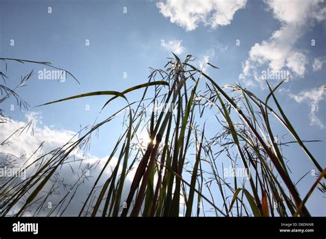 Big bluestem prairie grass Ohio Stock Photo - Alamy