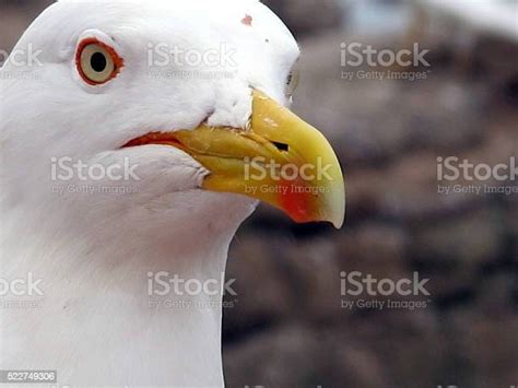Seagull Face Stock Photo Download Image Now Animal Animal Wildlife