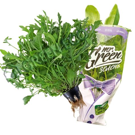 Зелень в горшочках Green Eco