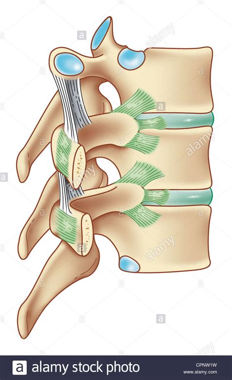 Ligamentos Vertebrales Fotos E Im Genes De Stock Alamy