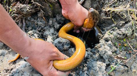 Best Eel Fishing Traditional Yellow Monster Eel Fish Catching