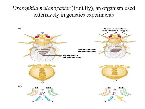 Sex Linkage And Sex Determination Sex Linkage The