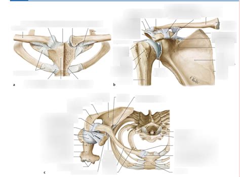 Görsel Gelenke und Bandapparat des Schultergürtels Quizlet