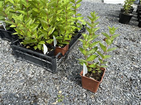 Гортензия метельчатая Bombshell (0,5л) - Завод ФЛОРА