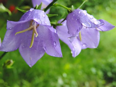 ЛV: Дзвіночки | Flowers, Plants, Blog posts