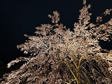 Kyoto Nijo Castle Illumination Naked Flower 2021 ICE Blog Travel Journals