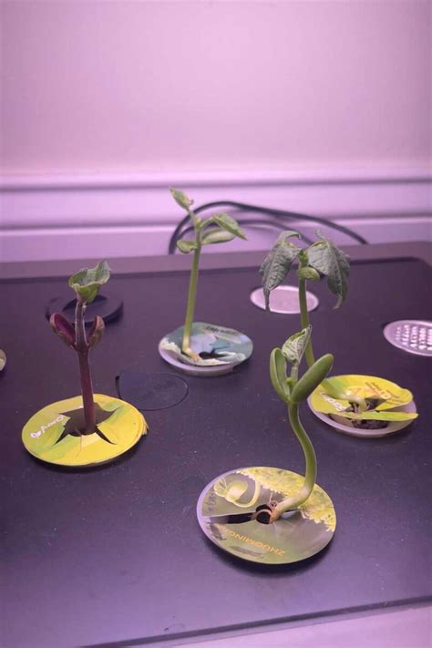 tips  growing green beans   aerogarden