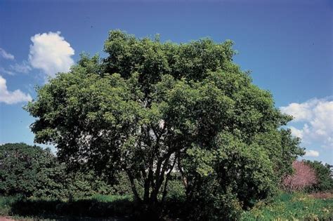 Acer Negundo Tree