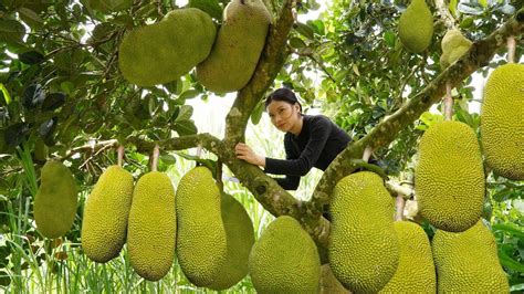 FULL 60 DAY Harvest Jackfruit And Avocado Go To The Market Sell Mary