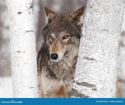 Grey Wolf Canis Lupus Ears Back Between Trees Stock Photo Image Of