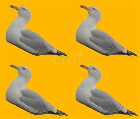 Abstract And Contemporary Seaside Seagull Greeting Card Design Stock