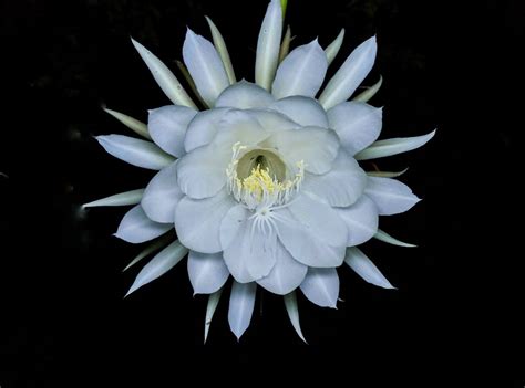 Fiori rari: l'elenco dei fiori rari nel mondo