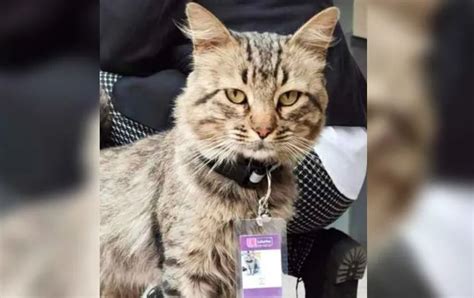 Fredy Del Mazo El Gatito Trabajador Que Se Ganó El Corazón De Clientes Y De Todo Internet Infobae