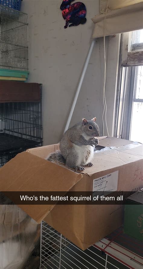 1852 Best Fat Fuck Images On Pholder Fatsquirrelhate Paag And Fat Pussy Lovers