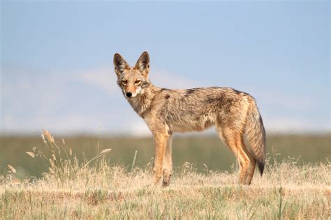 Coyote | California Living Museum
