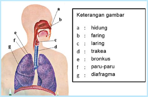 Materi Sistem Pernapasan Kelas Homecare