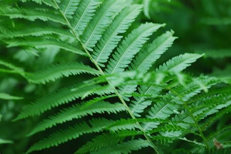 fern inspired energy storage